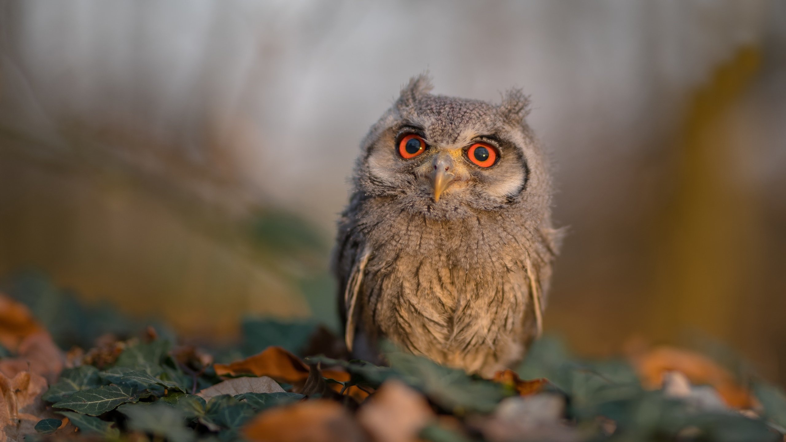 _女子网球运动员权益保护策略全面升级_，女子网球选手