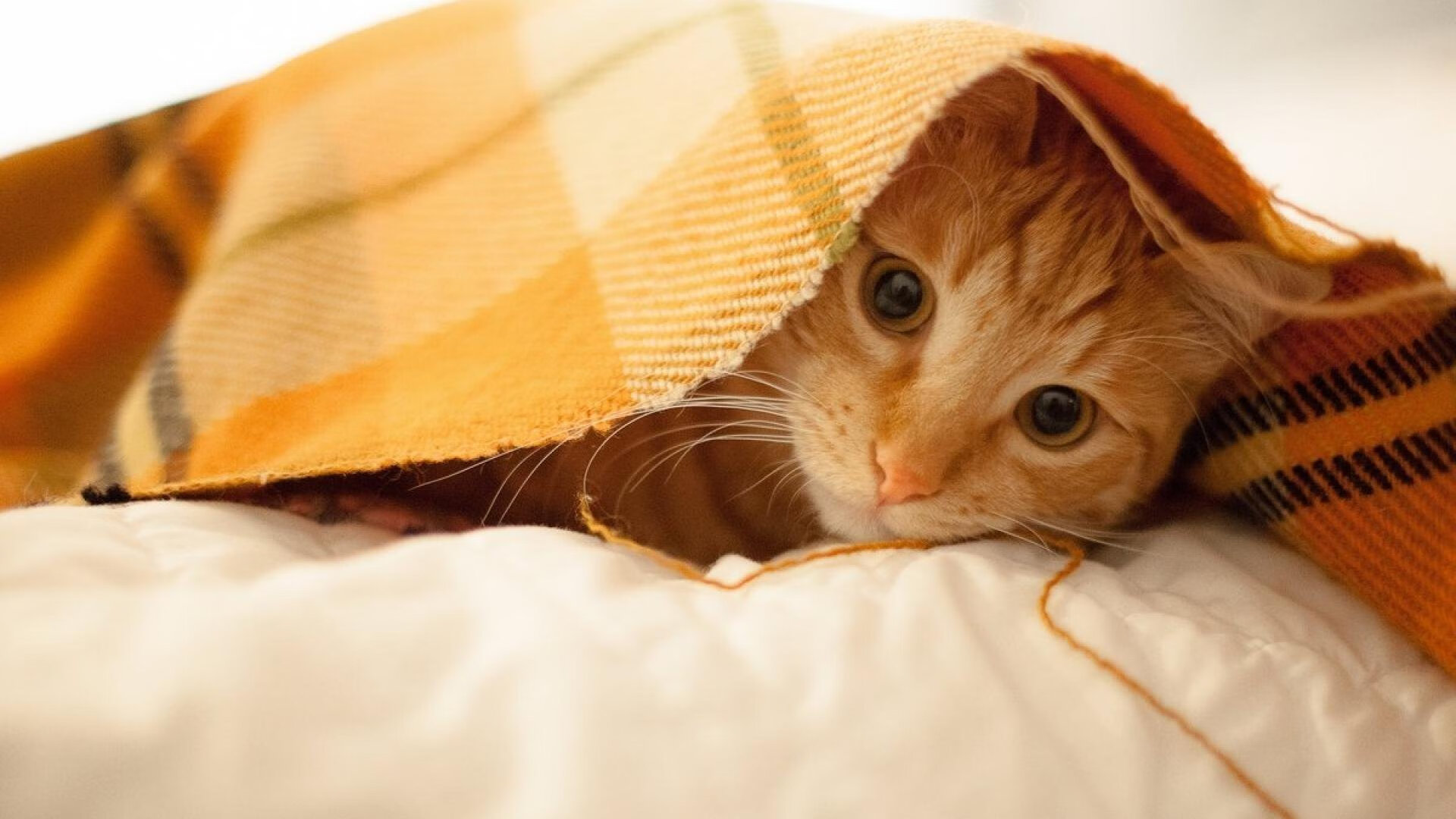 伤情复盘：本赛季最大伤病事件盘点，nba伤病最多的赛季