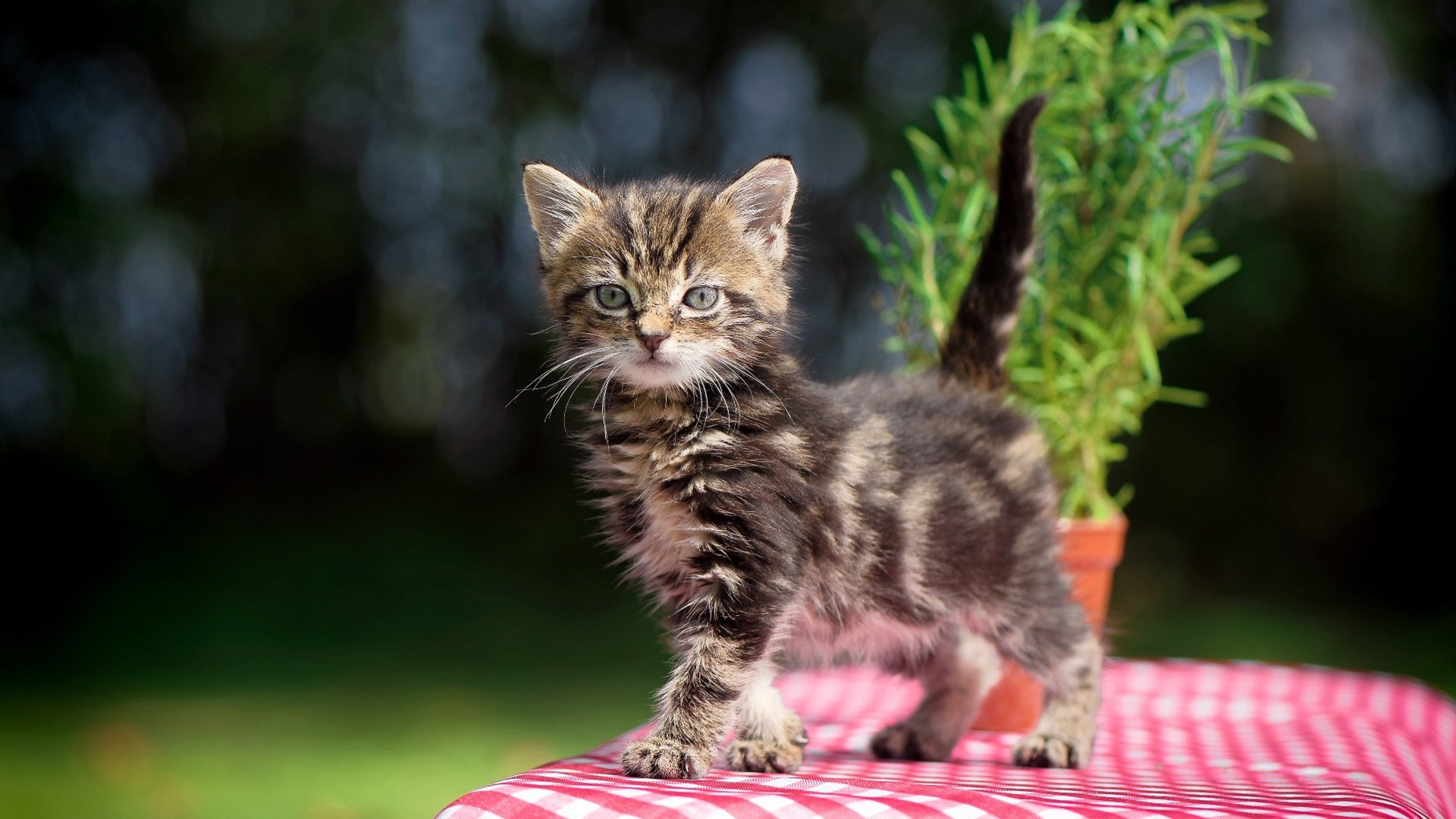 伤病潮冲击西甲，球队调整阵容应对，西甲各队阵容