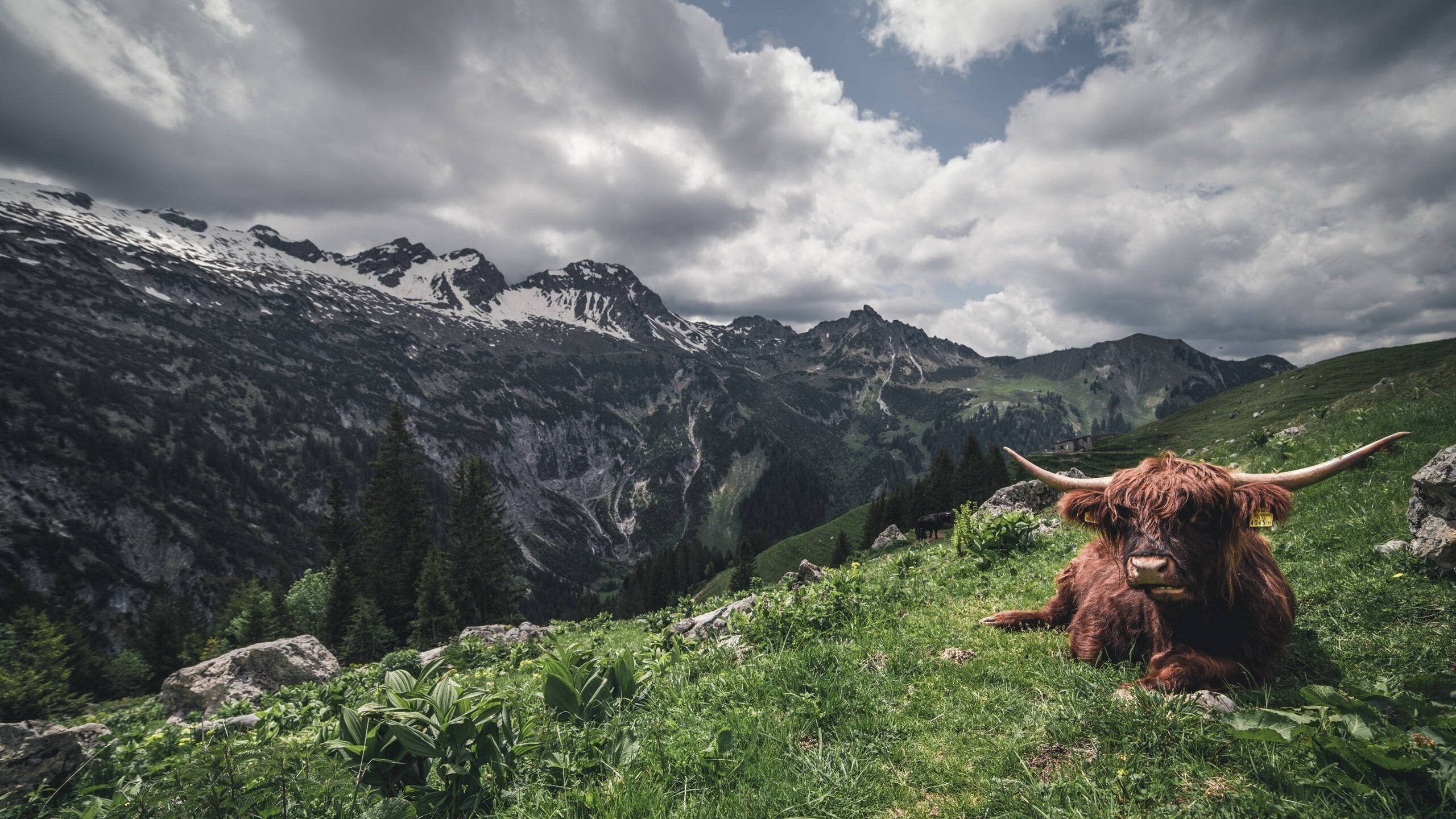 弗拉门戈前锋佩德罗在巴西杯中表现出色，助球队夺冠，巴西佩德罗弗鲁米嫩塞