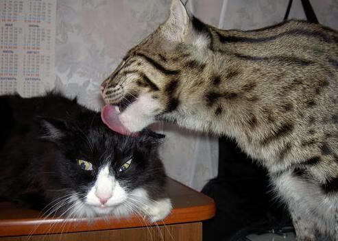 掘金核心举办“宠物慈善赛”，萌宠与篮球同台