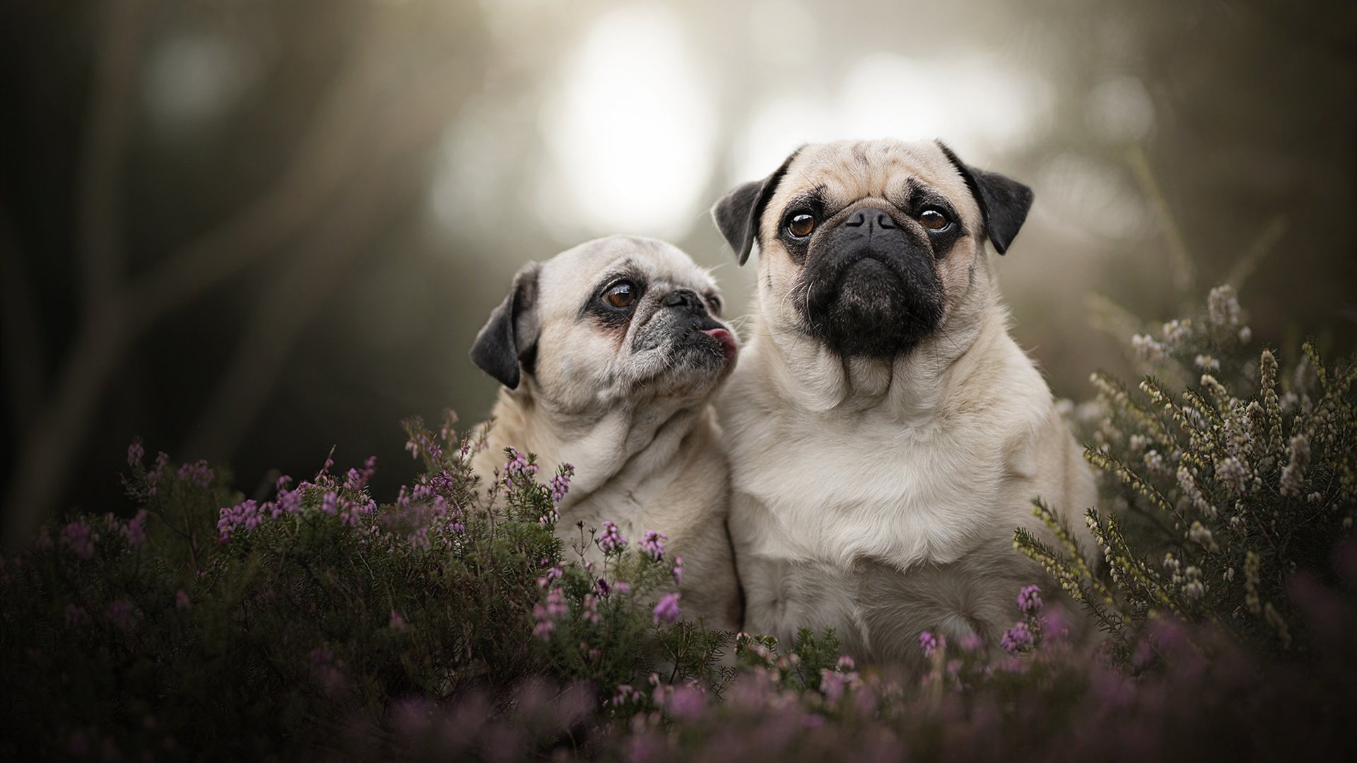 香肠派对“疯狂吃鸡”欢乐季开启新篇章，香肠派对吃鸡视频游戏解说