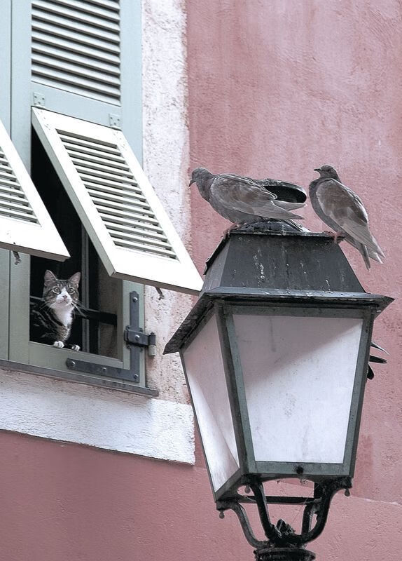 CBA常规赛广厦不敌辽宁，胡金秋空砍32分，cba广厦队胡金秋