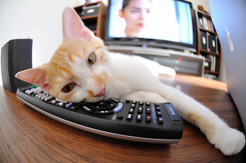 博洛尼亚作战失利，洛杉矶队前途不测，博洛尼亚vs