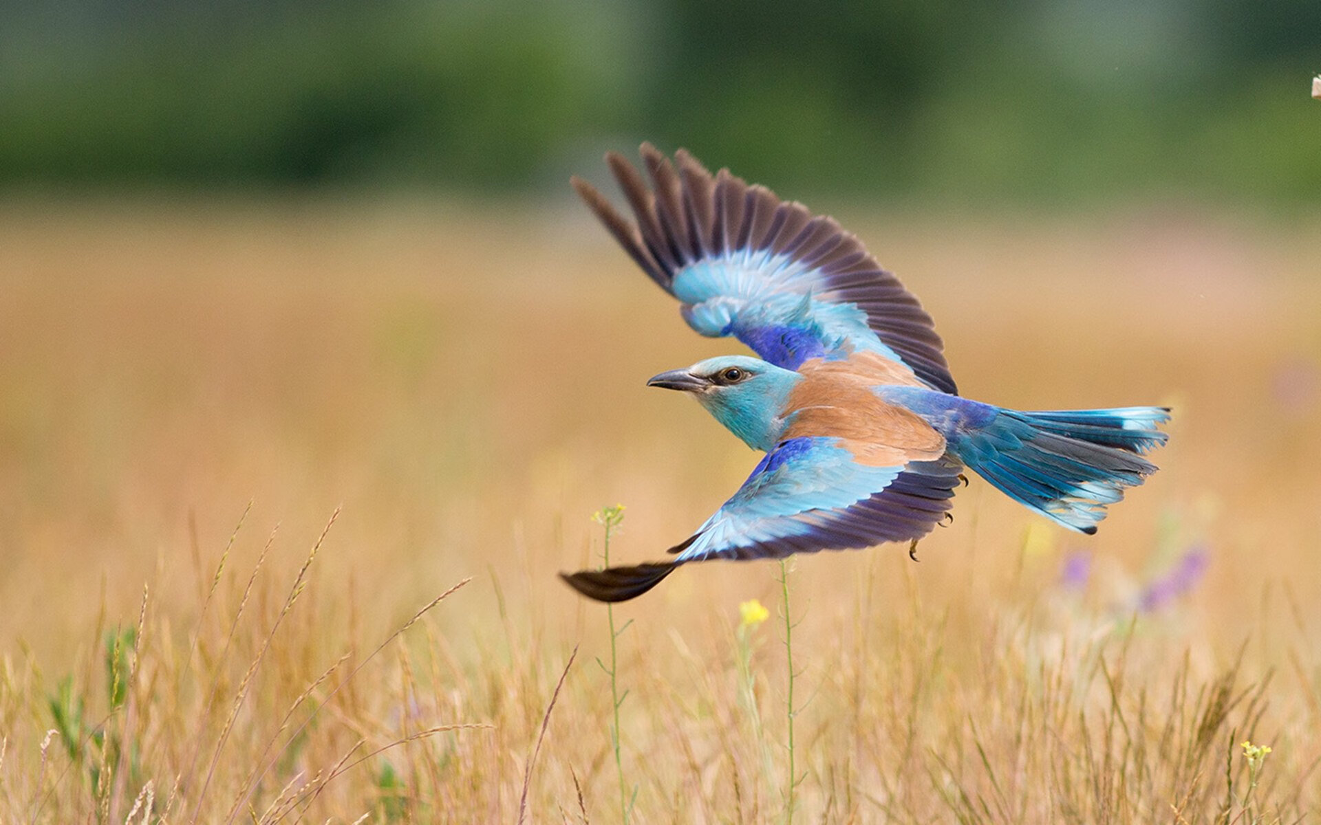 城市认同是否已成为球队运营重点，城市认知的理解
