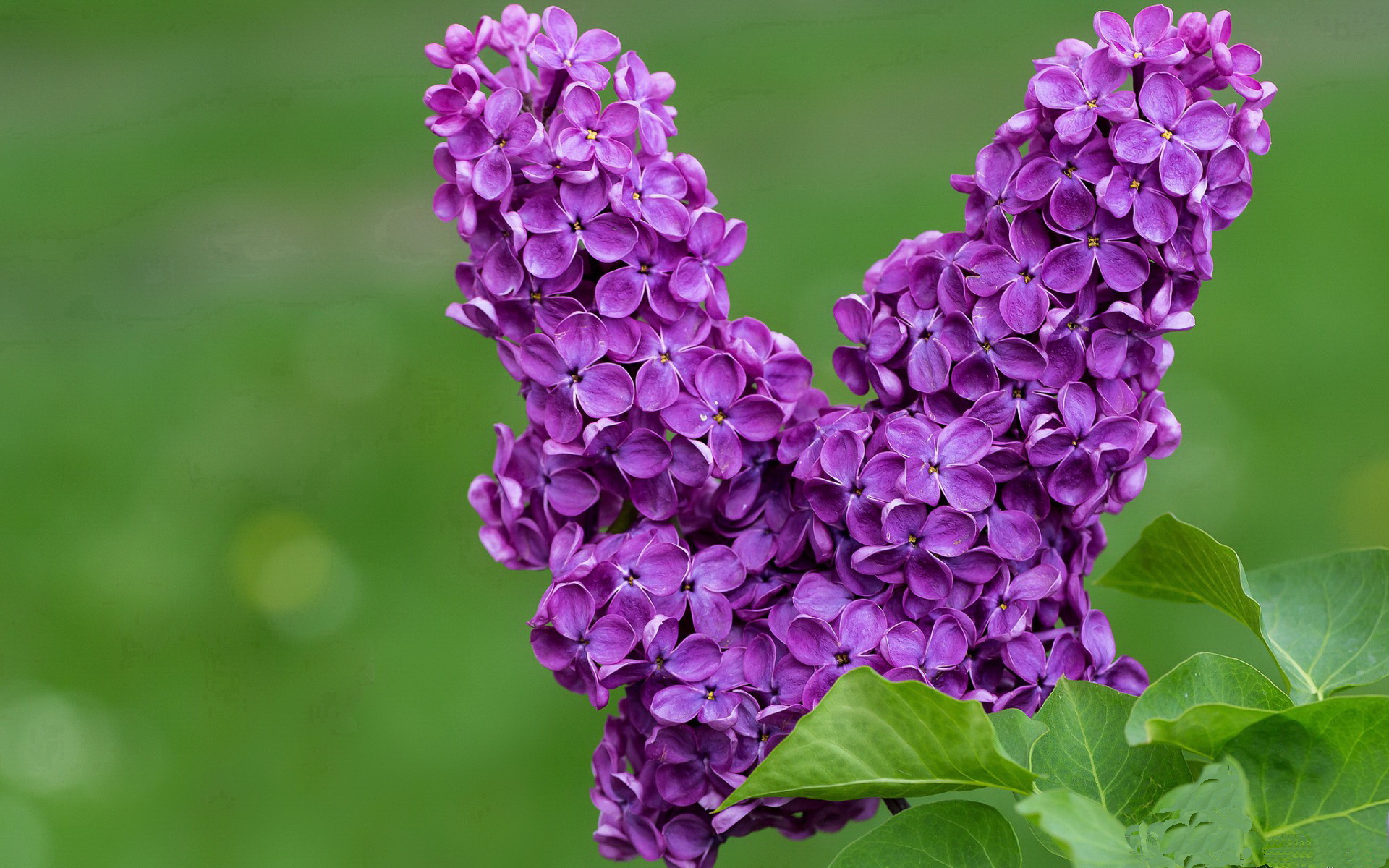 摩洛哥队在巴黎奥运会男足比赛中以0-1输给西班牙，摩洛哥足球纯粹