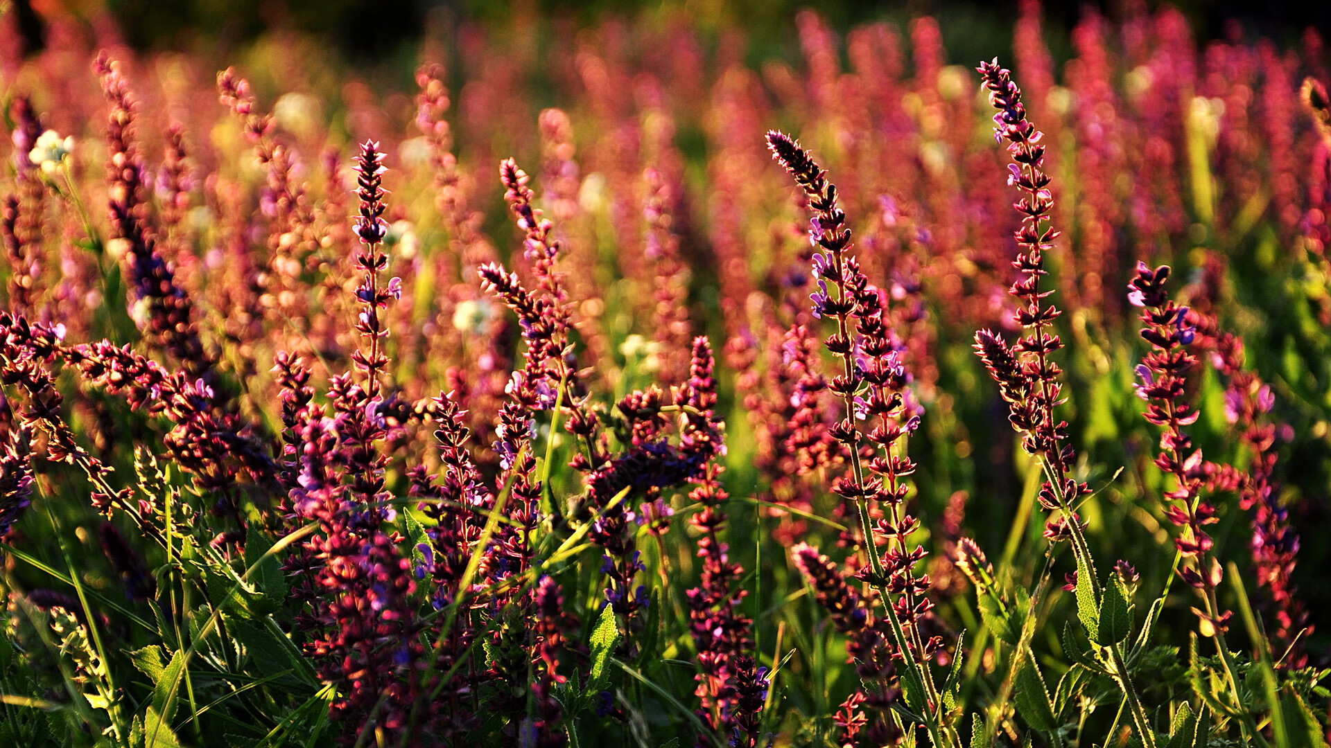 皇马客场1-1战平塞尔塔，积分榜领先优势扩大，皇马客场2比1塞尔塔