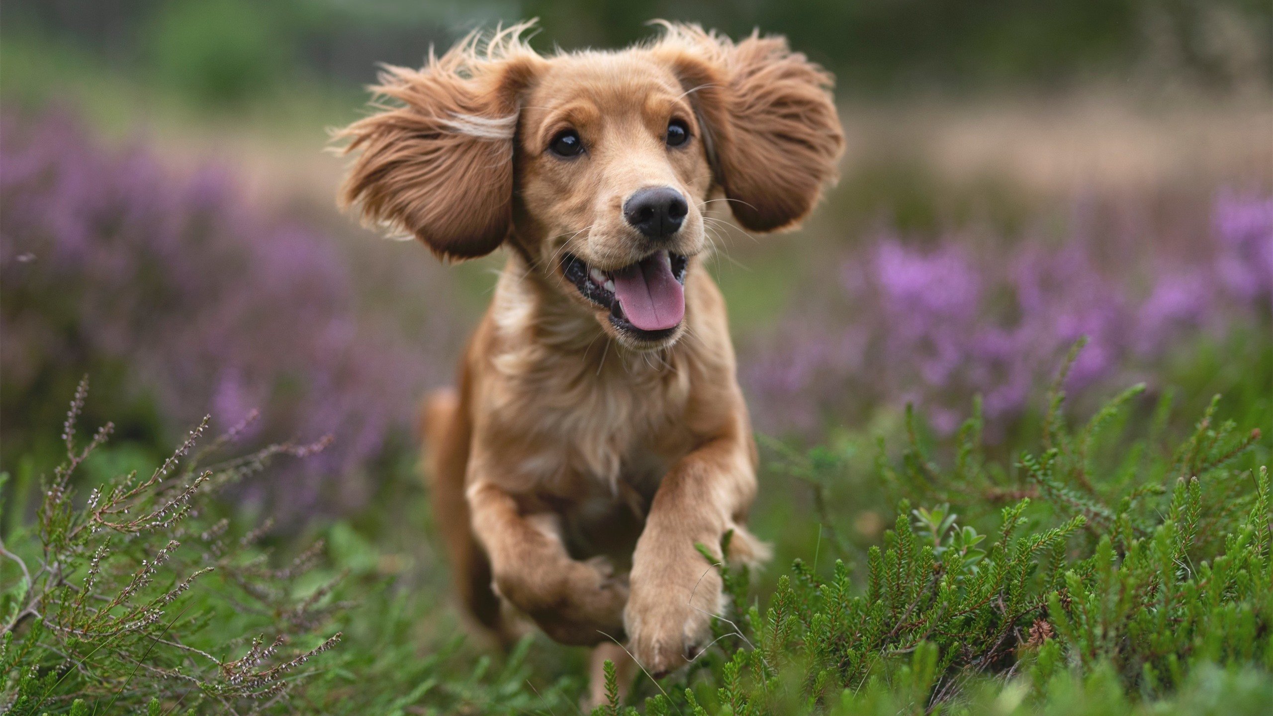罗莎在射箭世界杯上海站女子复合弓个人赛中获得第四名，罗莎 射箭