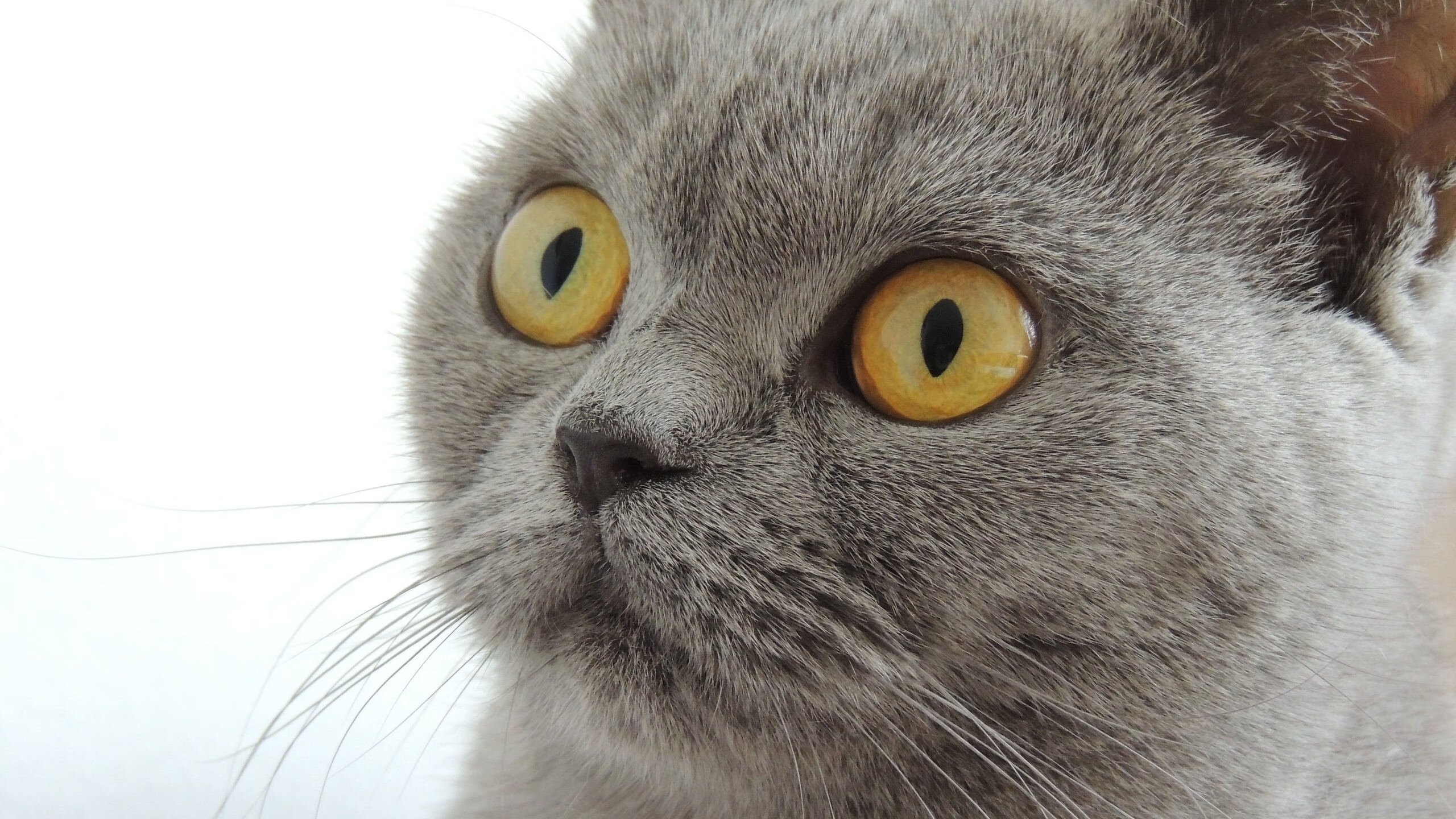 雷丁-战平净胜球射杀伯顿城，命运胜负才刚开始，雷丁顿到底是谁