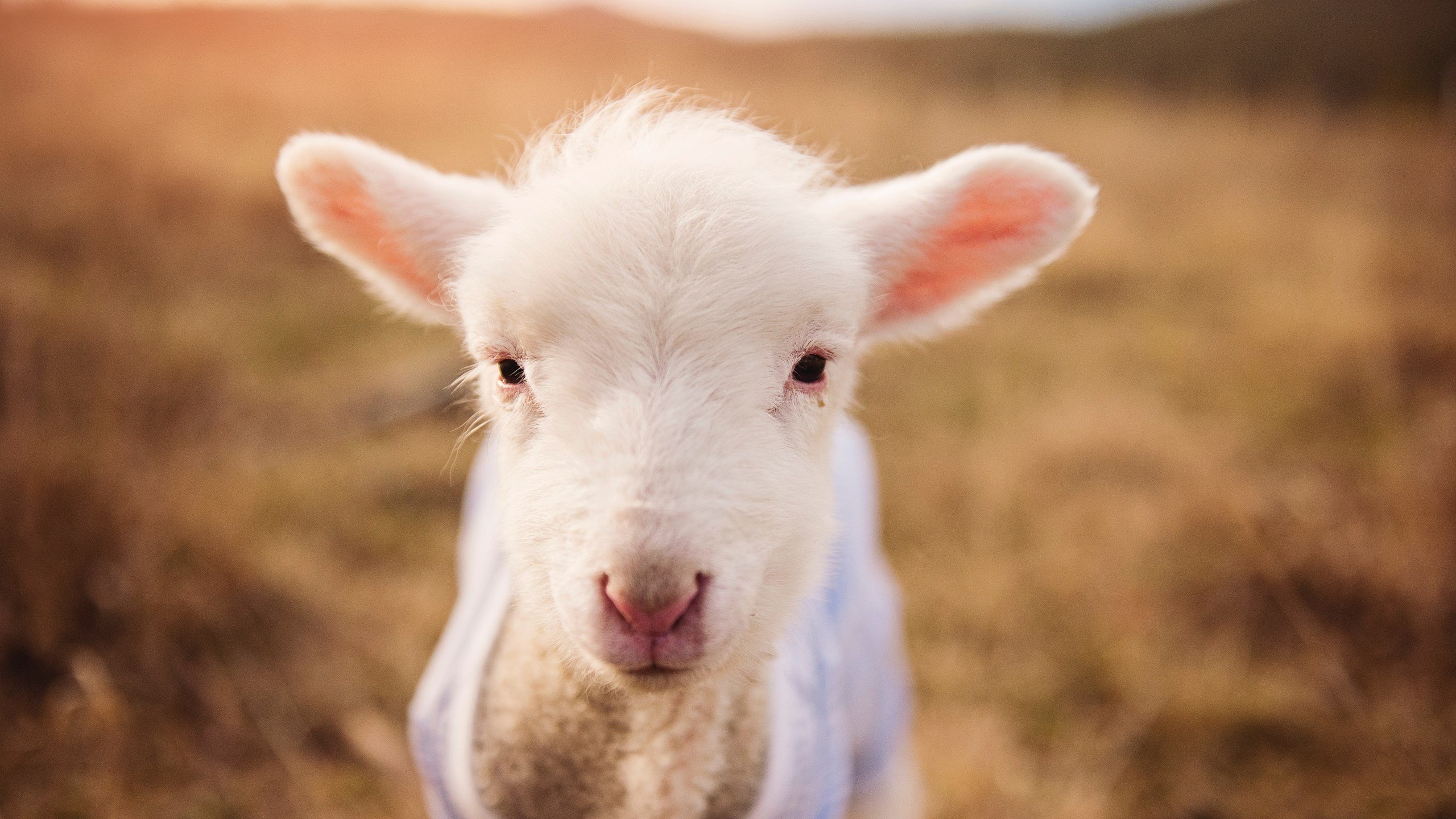 德甲球队在高强度对抗中体能衰减与失误率的关系研究