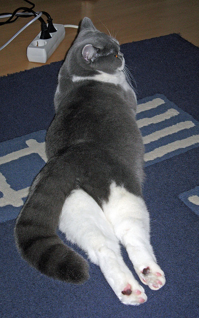 2024年乒乓球大赛前瞻，选手们展开新一轮备战，二零二零年乒乓球比赛