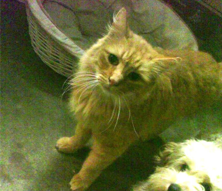 中国男篮为何仍难突破亚洲强队壁垒，中国男篮为什么要打亚洲杯预选赛