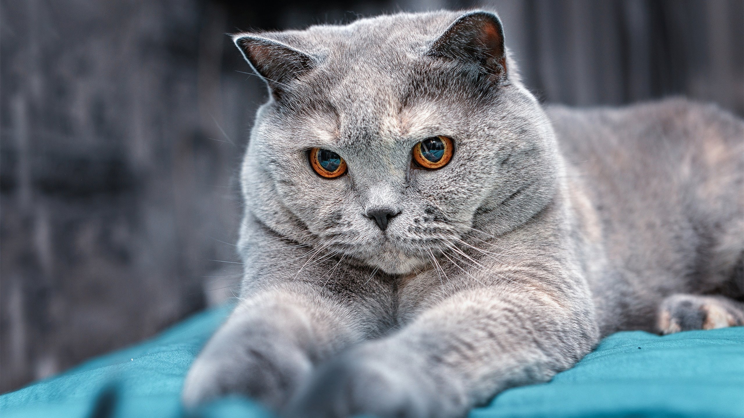 阿根廷足球传统与现代战术融合在行动，阿根廷足球特色