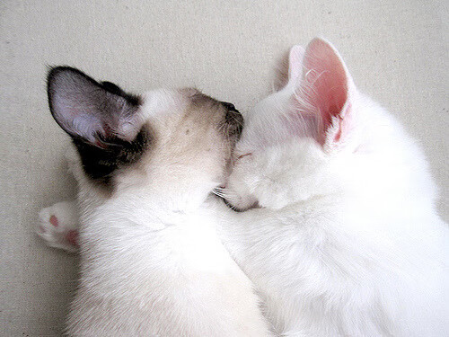 德甲最惊险：终场哨前的绝命进攻，德甲中场休息多长时间