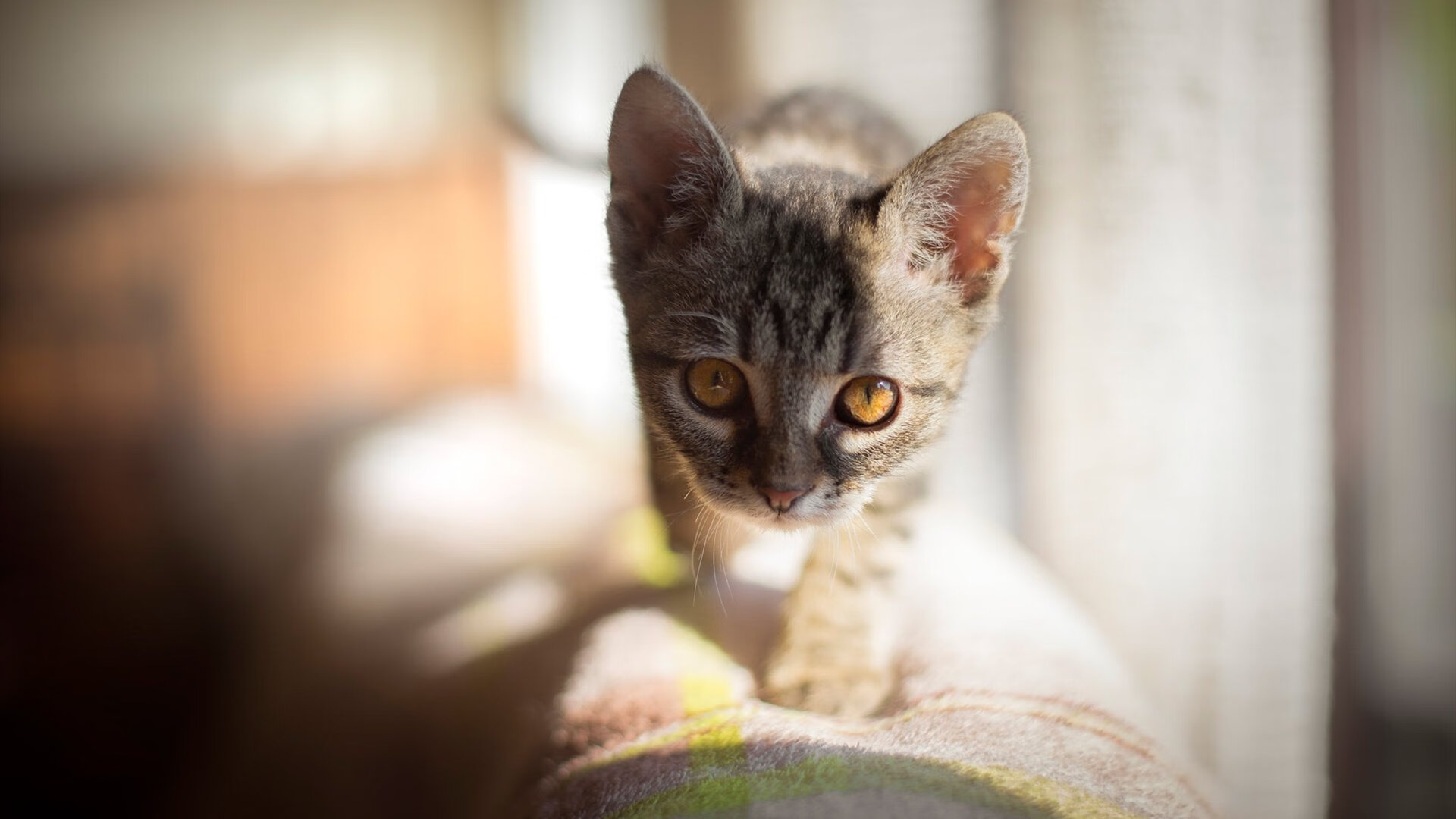 斯洛伐克女篮在欧洲锦标赛中迎战强敌，冲击奖牌目标，斯洛伐克晋级欧洲杯之路