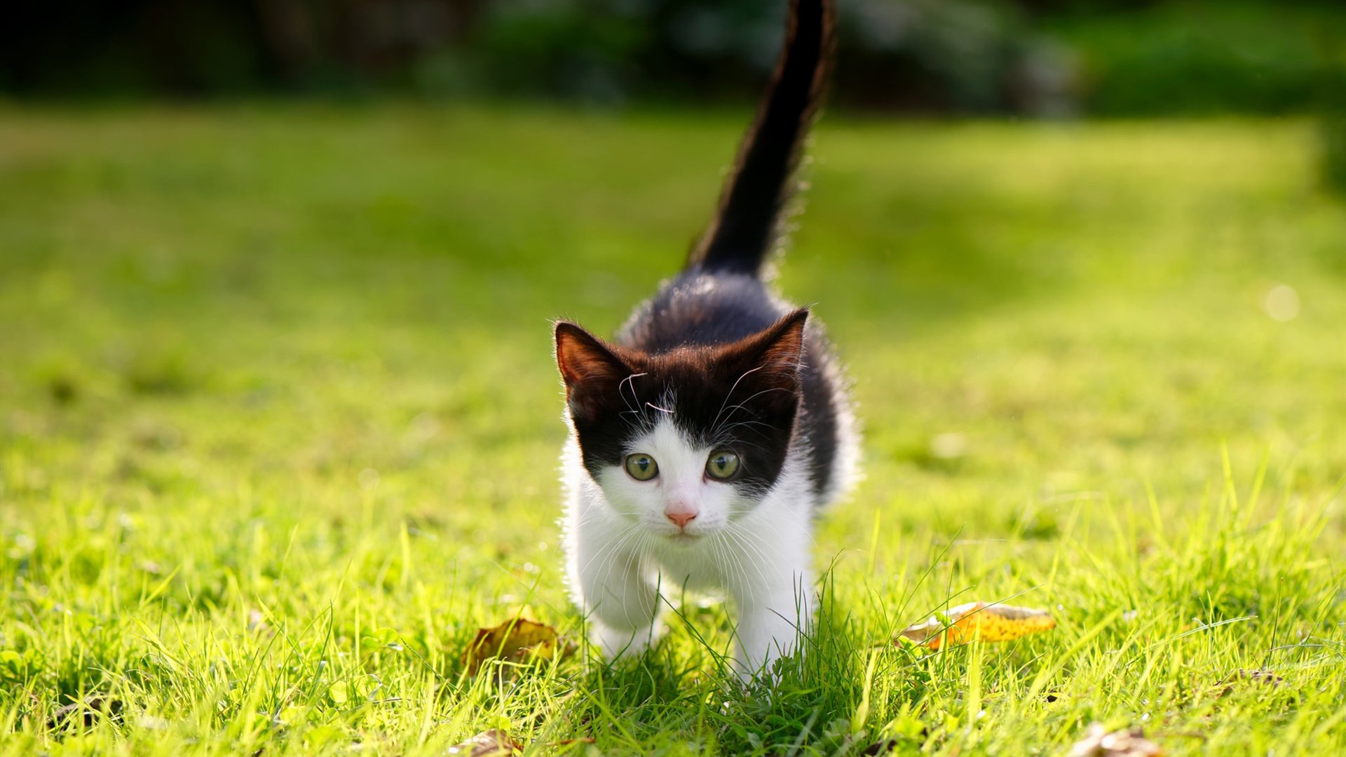 杰克·阿莱克西男子100米自由泳表现抢眼，埃里克自由泳100米