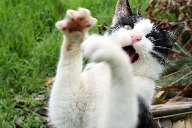 法甲未来之星：崭露头角，闪耀未来！，门将未来之星